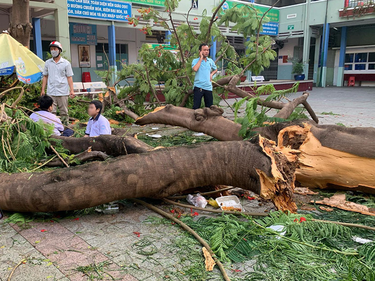 UBND huyện chỉ đạo kiểm tra, xử lý cây xanh  có nguy cơ gãy, đổ trong mùa mưa bão tại các đơn vị trường học trên địa bàn huyện, đảm bảo an toàn về người và tài sản