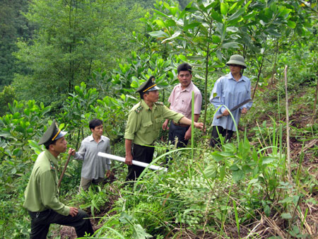 Tăng cường các biện pháp ngăn chặn, xử lý nghiêm các hành vi vi phạm Luật Lâm nghiệp trên địa bàn