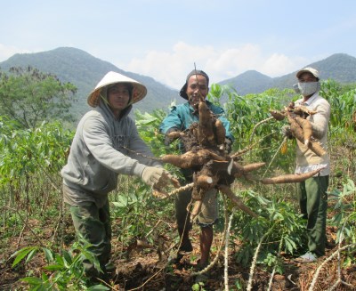 Vui, buồn mùa thu hoạch sắn