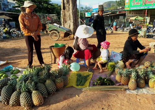 Huyện Krông Bông: Nông dân các xã vùng sâu lo lắng vì giá dứa tụt giảm