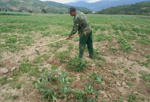 Hàng trăm ha sắn của người dân các xã vùng sâu bị nhiễm bệnh