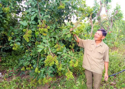 Cựu chiến binh xung kích trên mặt trận kinh tế